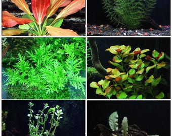 Freshwater Plant Pack | 25 Live Stems, 6 Species | Easy Aquarium & Floating Plants