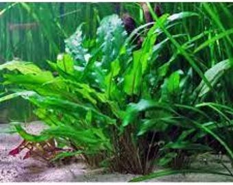 Cryptocoryne Wendtii Green: Easy Freshwater Aquarium Plant | BUY 2 GET 1 FREE | Live Aquatic Decor