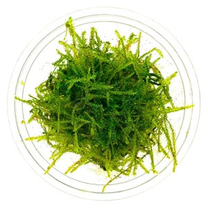 BUY 2 GET 1 FREE Java Moss Taxiphyllum Barbieri Easy Live Aquarium Plants Out of Stock, will be back soon