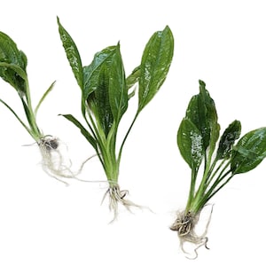 Cichlid-Friendly Plant Pack Large