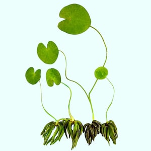 Nymphoides Aquatica Banana Plant: Live Freshwater Aquarium Decoration - BUY 2 GET 1 FREE Free Shipping