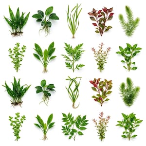 Beginner's Live Freshwater Aquarium Plant Bundle Pack - 20 Easy-to-Grow Species for Aquatic Decoration