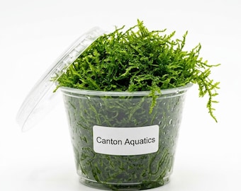 Java Moss Live Aquarium Plant Freshwater Tank - BUY 2 GET 1 FREE