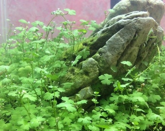 3 Pack Dwarf PennyWort Japan Hydrocotyle | Live Aquarium Plants | BUY 2 GET 1 FREE | Free Shipping