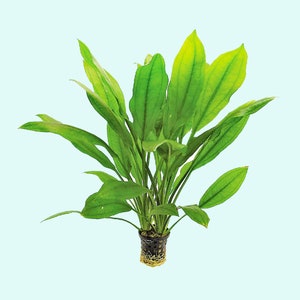 Amazon Sword Echinodorus Bleheri Medium Live Aquarium Plants Plants for Natural Aquarium Landscapes Buy2 Get1 Free Free Shipping image 10