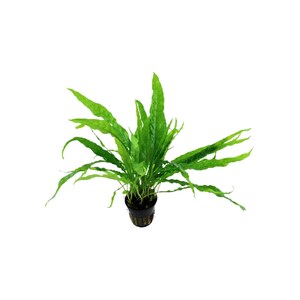Java Fern Microsorum Pteropus: Live Aquarium Plant, Bare Root BUY 2 GET 1 FREE,