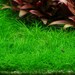 Mini Hair Grass (Eleocharis Acicularis) Tissue Culture | KingsOfTheAquarium