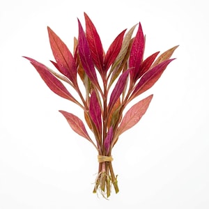 Scarlet Temple Alternanthera Reineckii Live Aquarium Plant - Natural Decoration, Buy 2 Get 1 Free