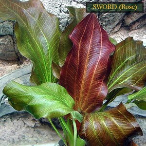 Amazon Sword Echinodorus Red Rose Low-Maintenance Aquatic Plants Live Aquarium Plants Easy To Care Fish Friendly Free Shipping image 3