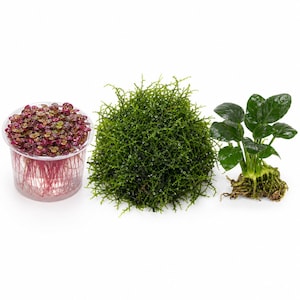 Live Shrimp Tank Plant Bundle Red Root Floater Java Moss Anubias Nana Kit