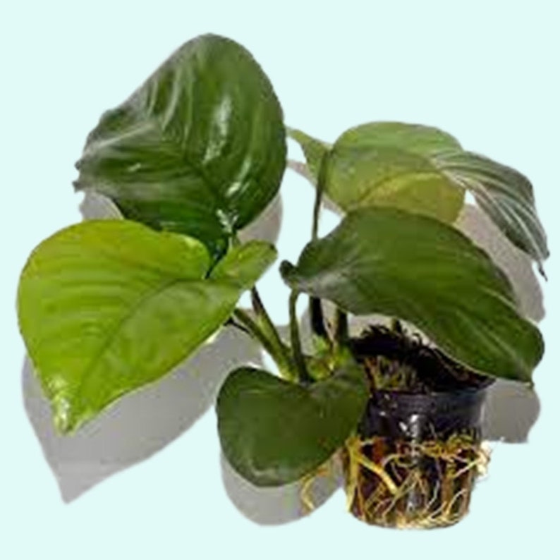 Anubias Barteri Caladiifolia Potted Live Aquarium Plants Fresh Water Plants For Aquarium Decor Free Shipping BUY 2 GET 1 FREE image 9