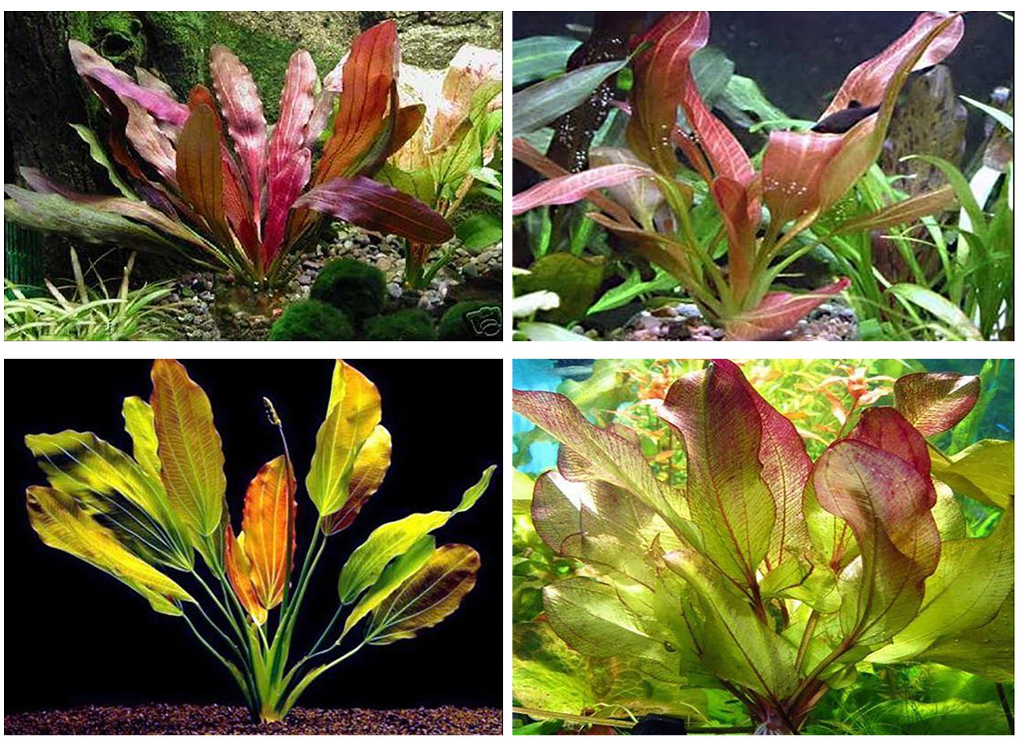 Amazon Sword Echinodorus Red Rose Live Aquarium Aquatic Plants - Etsy Norway