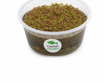 Azolla Filiculoides "Fairy Moss"