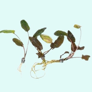 Cryptocoryne Wendtii Brown Small Live Aquarium Plants BUY 2 GET 1 FREE Free Shipping image 1