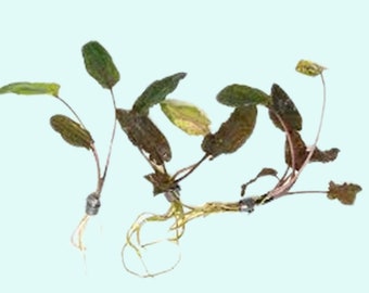 Cryptocoryne (Wendtii Brown) Small | Live Aquarium Plants | BUY 2 GET 1 FREE | Free Shipping