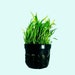 see more listings in the Aquarium Plants section