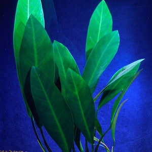 Anubias Afzelii Large Live Aquarium Plants Promote High Water Quality & Easy to care BUY 2 GET 1 FREE Free Shipping image 10