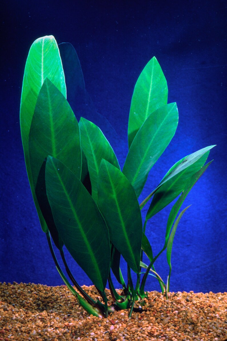 Anubias Afzelii Large Live Aquarium Plants Promote High Water Quality & Easy to care BUY 2 GET 1 FREE Free Shipping image 10