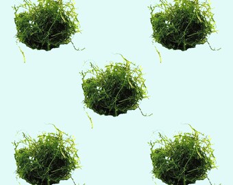 Java Moss (Vesicularia dubyana) - Koi Kompanion - Koi Pond Design