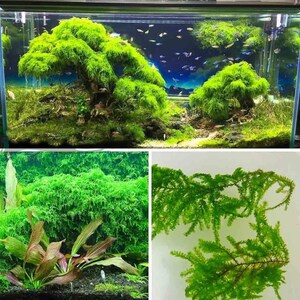 Weeping Moss Vesicularia Ferriei Live Aquarium Plants Fresh Water Aquatic Plants Fish Friendly PlantsBUY 2 GET 1 FREE Free Shipping 画像 10