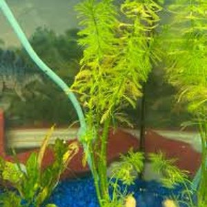 Red Parrot Feather Myriophillum BrasillensisLOW TECH Fish Tank Decoration Plant Live Aquarium Plant Buy2 Get1 Free Free Shipping image 8