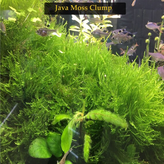 Java Moss Mat