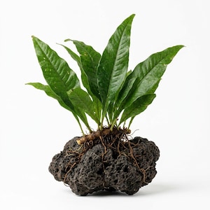 May include: A green fern plant with long, pointed leaves growing directly out of a porous, dark gray volcanic lava rock. The plant's thin, light brown roots are visible, spreading across the textured surface of the jagged, uneven stone base.