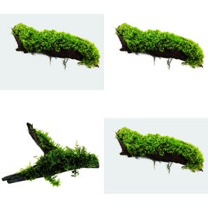 May include: A collection of dark brown driftwood pieces covered in vibrant green moss. The wood features natural textures and irregular shapes, with the moss growing densely across the surfaces, creating a contrast between the dark bark and bright foliage.