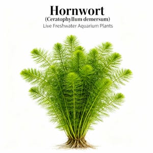 Hornwort Aquarium Plant Bunch: Easy-Maintain Oxygenator - BUY 2 GET 1 FREE