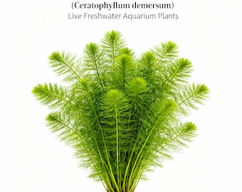 Hornwort Aquarium Plant Bunch: Easy-Maintain Oxygenator - BUY 2 GET 1 FREE