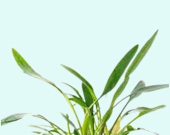 Cryptocoryne Lucens: Live Aquarium Plant for Aquascaping - BUY 2 GET 1 FREE