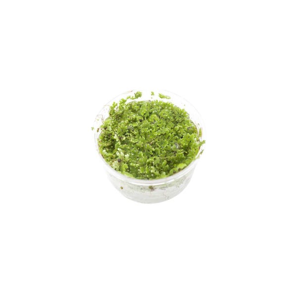 Azolla Filiculoides Fairy Moss: Live Floating Aquarium Plant BUY 2 GET 1 FREE