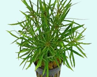 Pogostemon Stellatus Narrowleaf 2" Plant Pot | Live Aquarium Plant | Fresh Water Aquatic Plants For Decor | Buy 2 Get 1 Free | Free Shipping