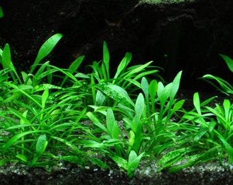 Cryptocoryne Parva | Live Aquarium Plants | BUY 2 GET 1 FREE | Easy Freshwater Aquatic Plant | Free Shipping