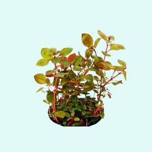 Ludwigia Repens sp | Live Aquarium Plants for Aquascaping | Colorful Aquarium Plants | Buy2 Get1 Free | Free Shipping