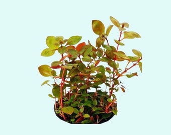 Ludwigia Repens sp | Live Aquarium Plants for Aquascaping | Colorful Aquarium Plants | Buy2 Get1 Free | Free Shipping