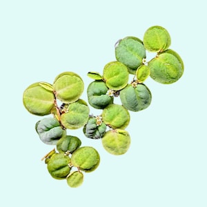 Red Root Floater, Live Aquarium Plant, Floating, Easy Care, Natural Shade, Buy 2 Get 1 Free