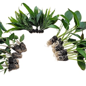Centerpiece Bundle - 20-40 Gallon Tanks Our Choice Live Aquarium Aquatic Plants, Free Shipping, Buy 2 Get 1 Free image 1