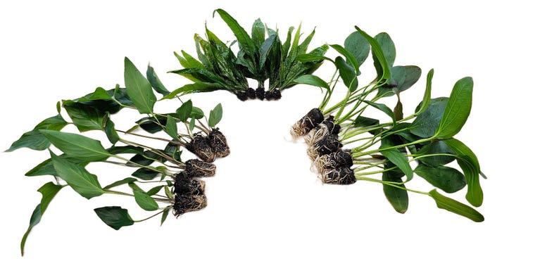 Centerpiece Bundle - 20-40 Gallon Tanks Our Choice Live Aquarium Aquatic Plants, Free Shipping, Buy 2 Get 1 Free image 1