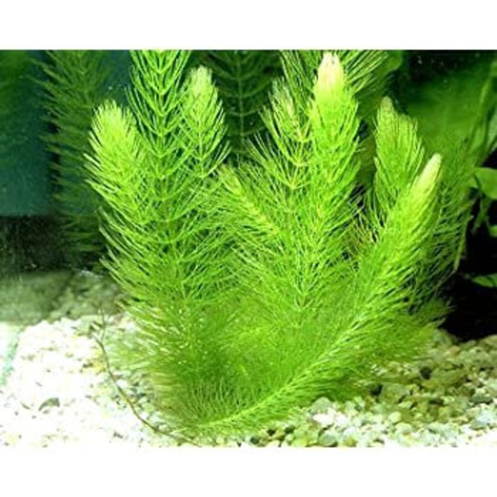 BEGINNER Live Aquarium Plant Hornwort Coontail Bunch 23 Etsy