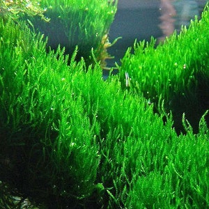 Flame Moss Taxiphyllum 'Flame' 2 Ounce Cup Live Aquarium Plants BUY 2 GET 1 FREE Free Shipping image 1