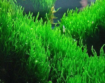 Flame Moss Taxiphyllum 'Flame' 2 Ounce Cup | Live Aquarium Plants | BUY 2 GET 1 FREE | Free Shipping