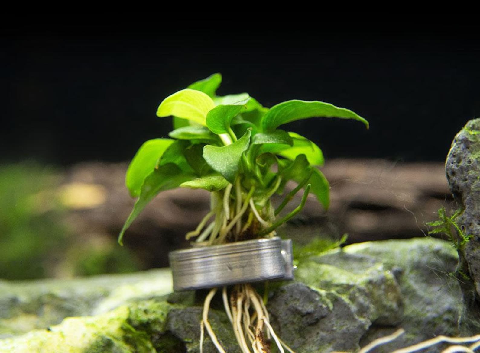 Anubias Barteri Nana Petite on Small Lava Rock Easy Live Etsy