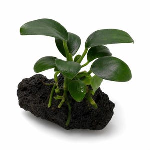 Anubias on Lava Rock Live Aquarium Plant, Low Light, Beginner Friendly, No CO2, Buy 2 Get 1 Free