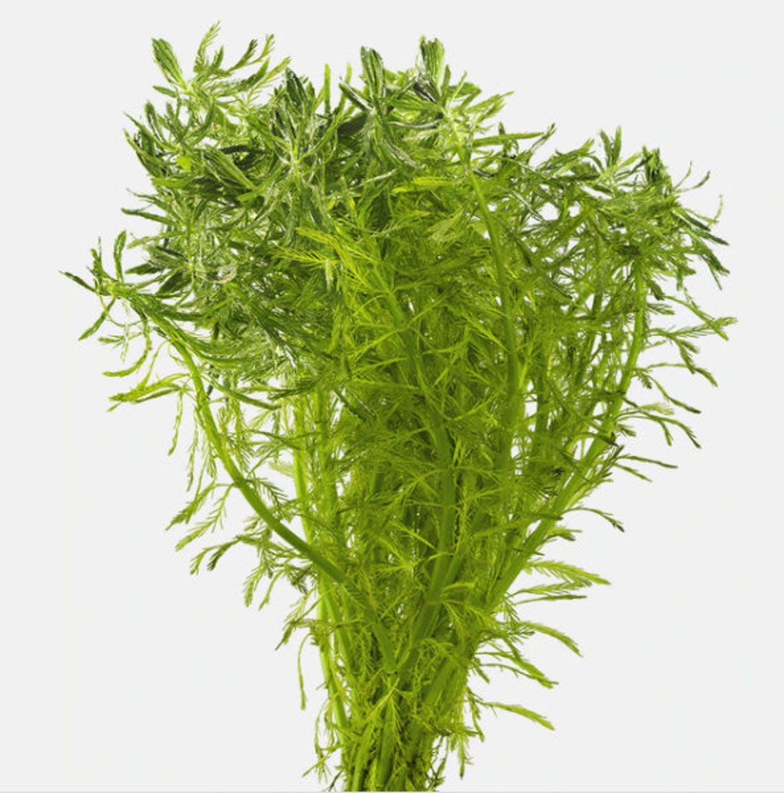 BUY2 GET1 FREE Parrot Feather Plant Myriophyllum Aquaticum