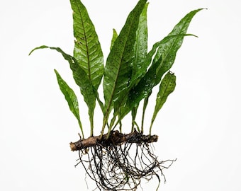 Java Fern Microsorum Pteropus: Live Bare Root Aquarium Plant - BUY 2 GET 1 FREE