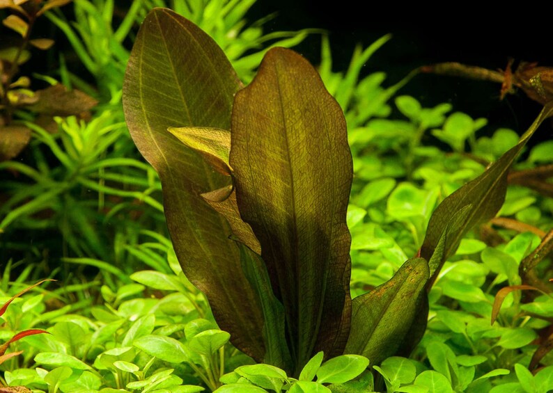 Amazon Sword Echinodorus Kleiner Bar Live Aquarium Plants Low-Maintenance Aquatic Plants Buy2 Get1 Free Free Shipping image 10