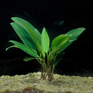 Anubias Afzelii Large Live Aquarium Plants Promote High Water Quality & Easy to care BUY 2 GET 1 FREE Free Shipping image 9