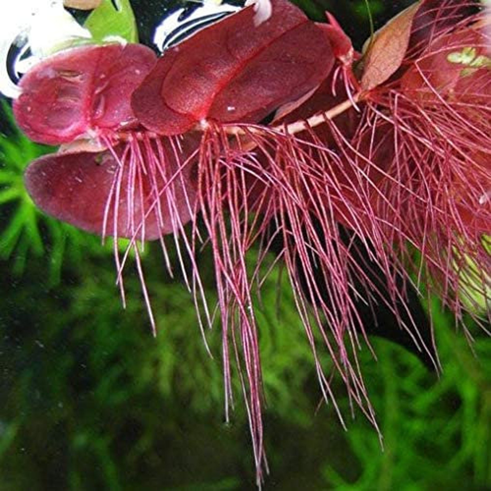 Easy AQUARIUM PLANTS Red Root Floater Phyllanthus Fluitans Etsy