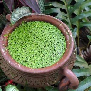 Duckweed (Lemna Minor) Live Aquarium Plants: BUY 2 GET 1 FREE
